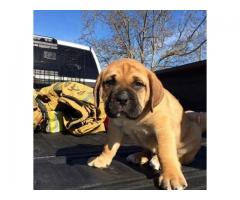  American Bullmastiff Puppy